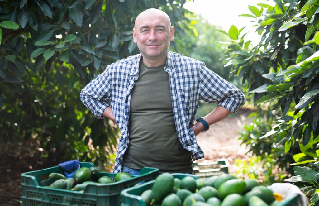 Industria australiana del aguacate enfrenta debate sobre rentabilidad exportadora pese a avances en acceso a mercados