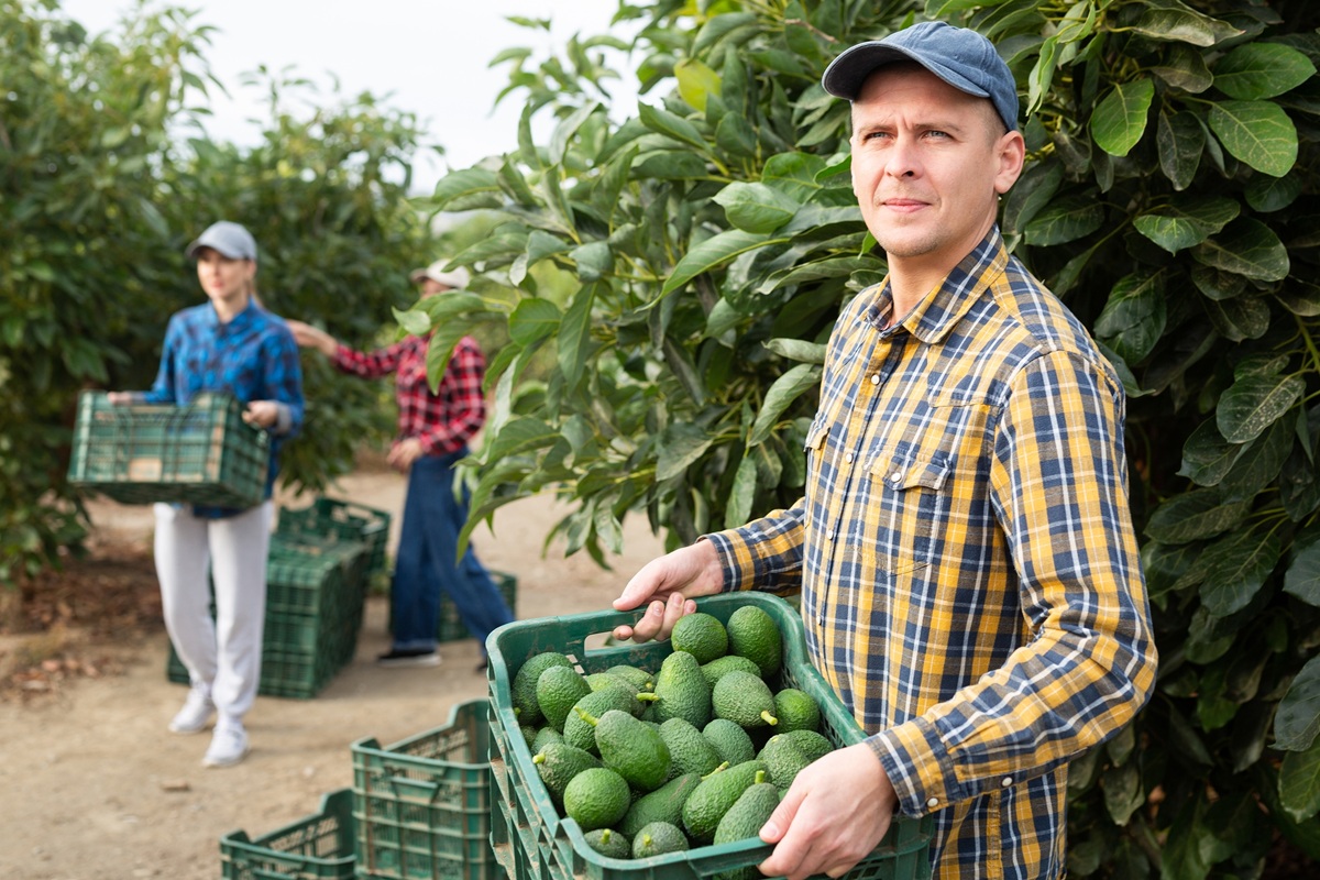 Industria australiana del aguacate enfrenta debate sobre rentabilidad exportadora pese a avances en acceso a mercados 3 Industria australiana del aguacate enfrenta debate sobre rentabilidad exportadora pese a avances en acceso a mercados
