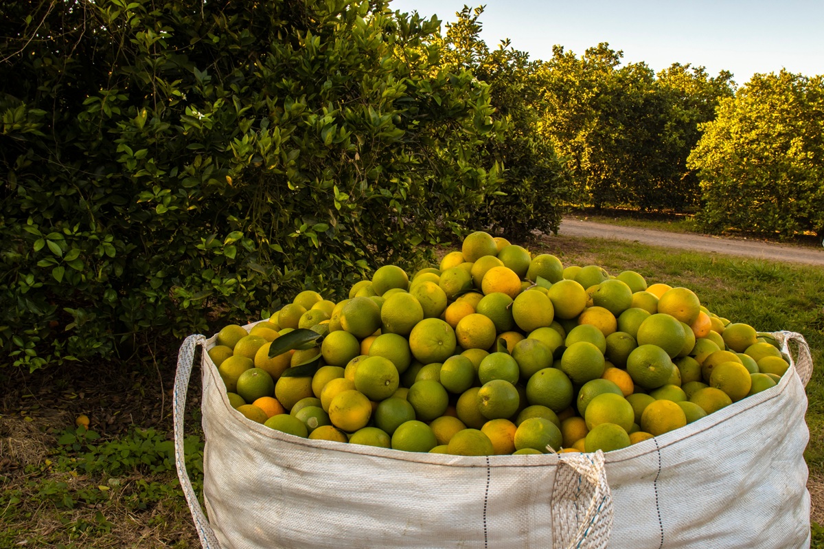 La temporada global de cítricos estaría marcada por la volatilidad