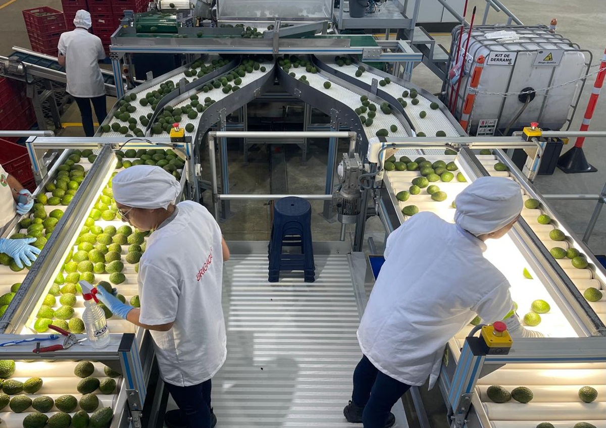 Aguacate Hass colombiano cierra 2025 con cifras positivas y una fuerte demanda desde Europa
