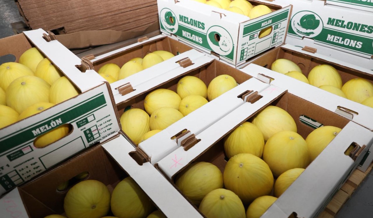Panamá proyecta exportar más de 700 contenedores de sandía y melón a Europa en los próximos tres meses