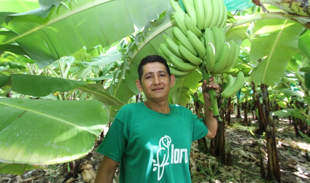 Banano peruano en Argentina: oportunidades y desafíos tras la apertura del mercado