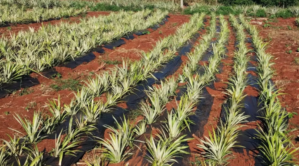 Piña en Argentina: innovación y manejo técnico fortalecen el cultivo en Misiones