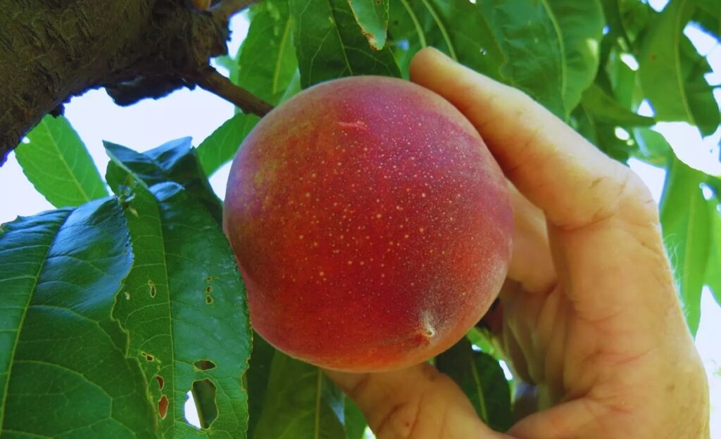 Tehuelche, Chamamé y Rosalinda, los nuevos duraznos argentinos que llegan al mercado