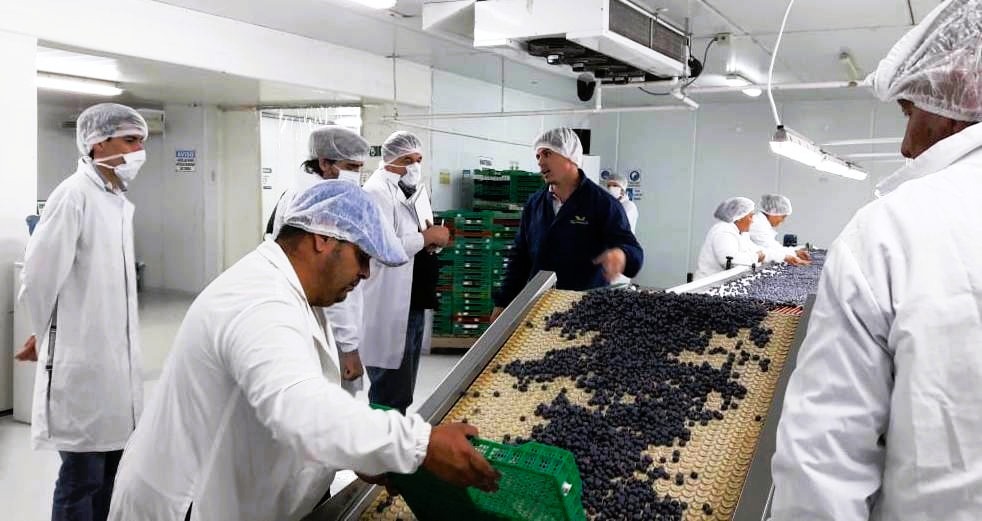 Argentina exportó más de 4.200 toneladas de arándanos desde Entre Ríos en la temporada 2025/26