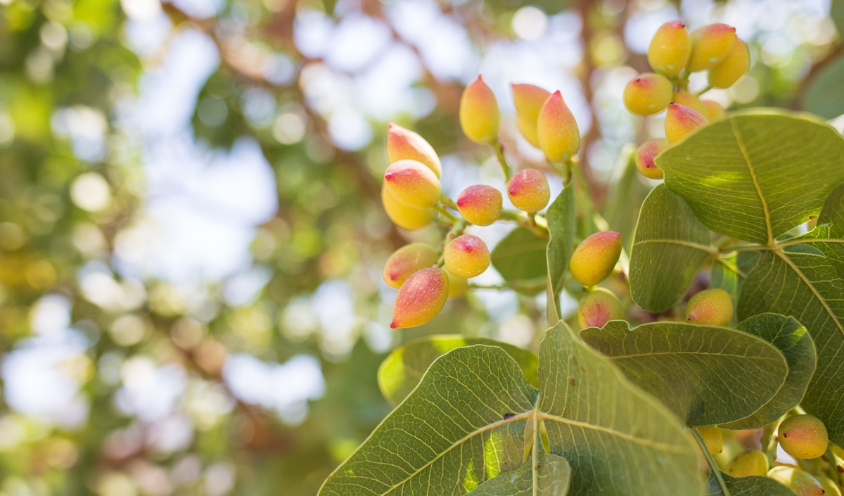 Menos volumen, mayor valor: los pistachos de California superarían los US$ 3.000 millones en valorización 5 Menos volumen, mayor valor: los pistachos de California superarían los US$ 3.000 millones en valorización