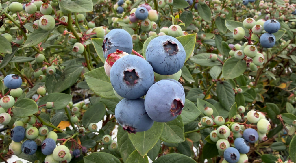 Tropical Blue consolida su posicionamiento como arándano ultra temprano en Huelva, España