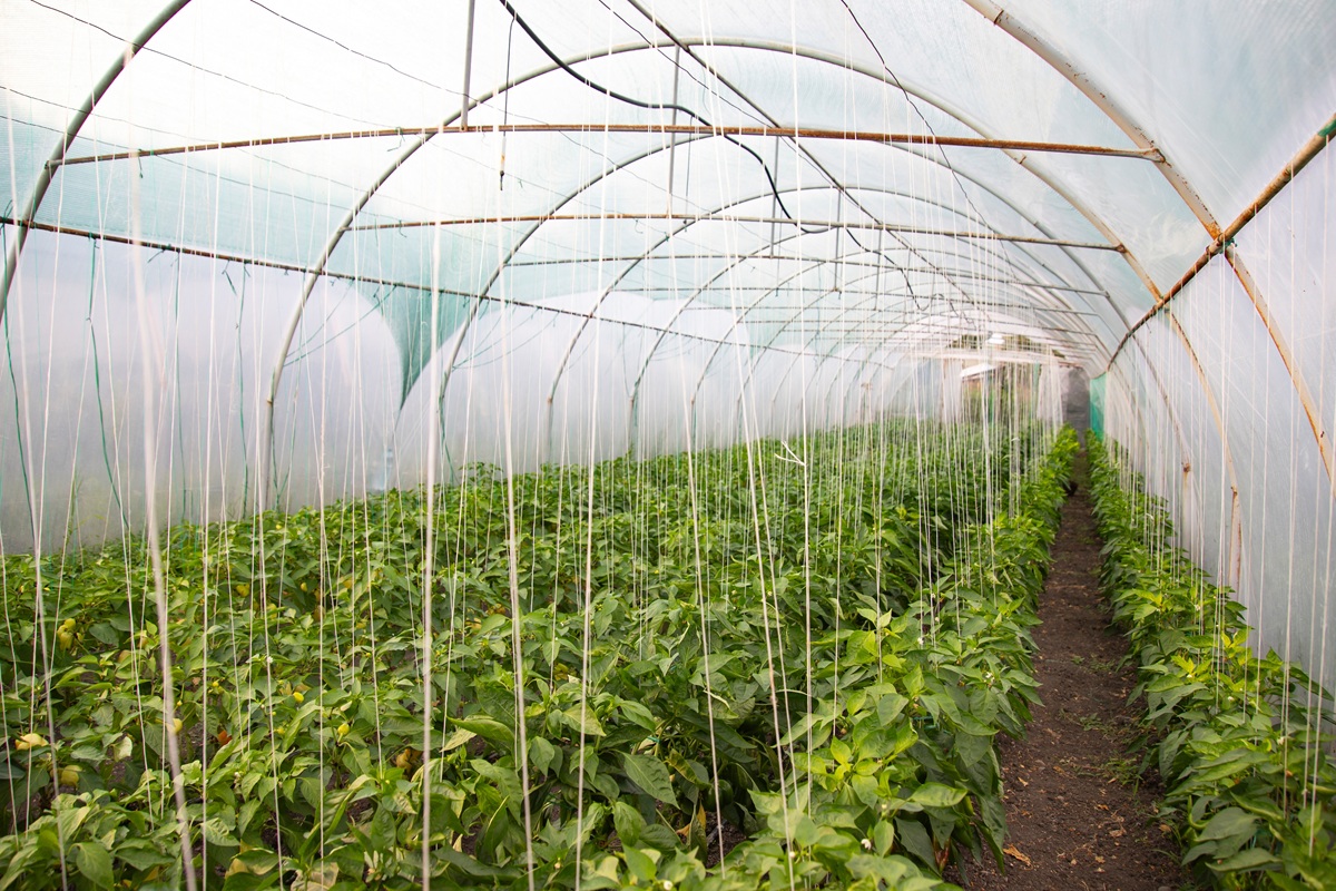 La industria de invernaderos cambia el foco: productores globales priorizan resiliencia y seguridad alimentaria en 2026