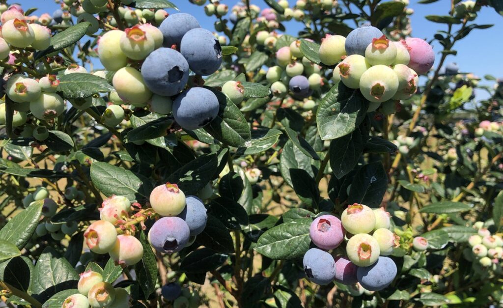 Productores de arándanos de Florida buscan asegurar fruta de calidad tras fuertes heladas