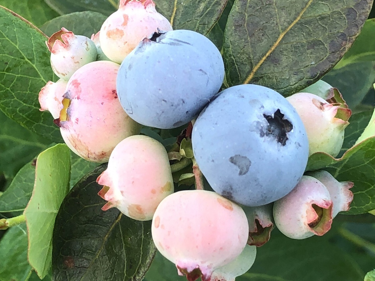 Productores de arándanos de Florida buscan asegurar fruta de calidad tras fuertes heladas 3 Arándanos Sentinel. Foto de Doug Phillips, UF IFAS