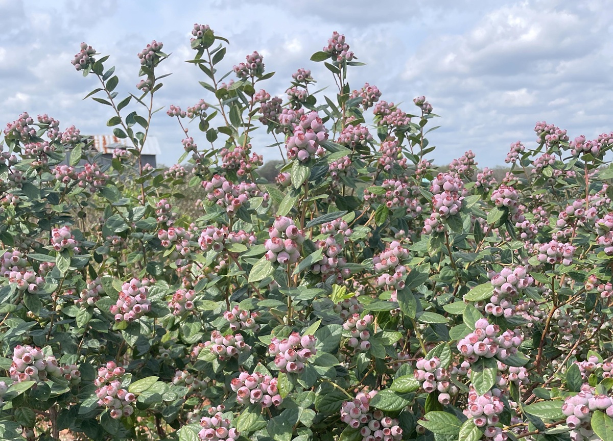 Productores de arándanos de Florida buscan asegurar fruta de calidad tras fuertes heladas 6 Arándanos Sharper. Foto de Doug Phillips, UF IFAS