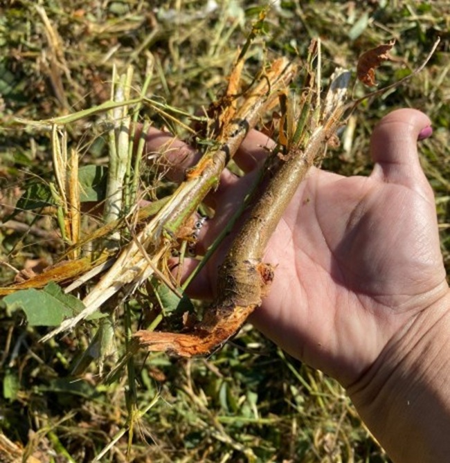 Destruyen más de 20.000 plantas ilegales de nectarino en vivero de Codegua