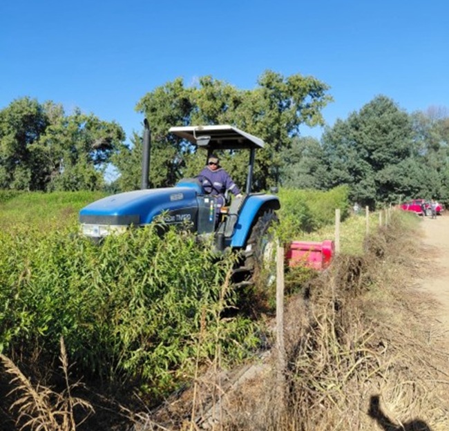 Destruyen más de 20.000 plantas ilegales de nectarino en vivero de Codegua