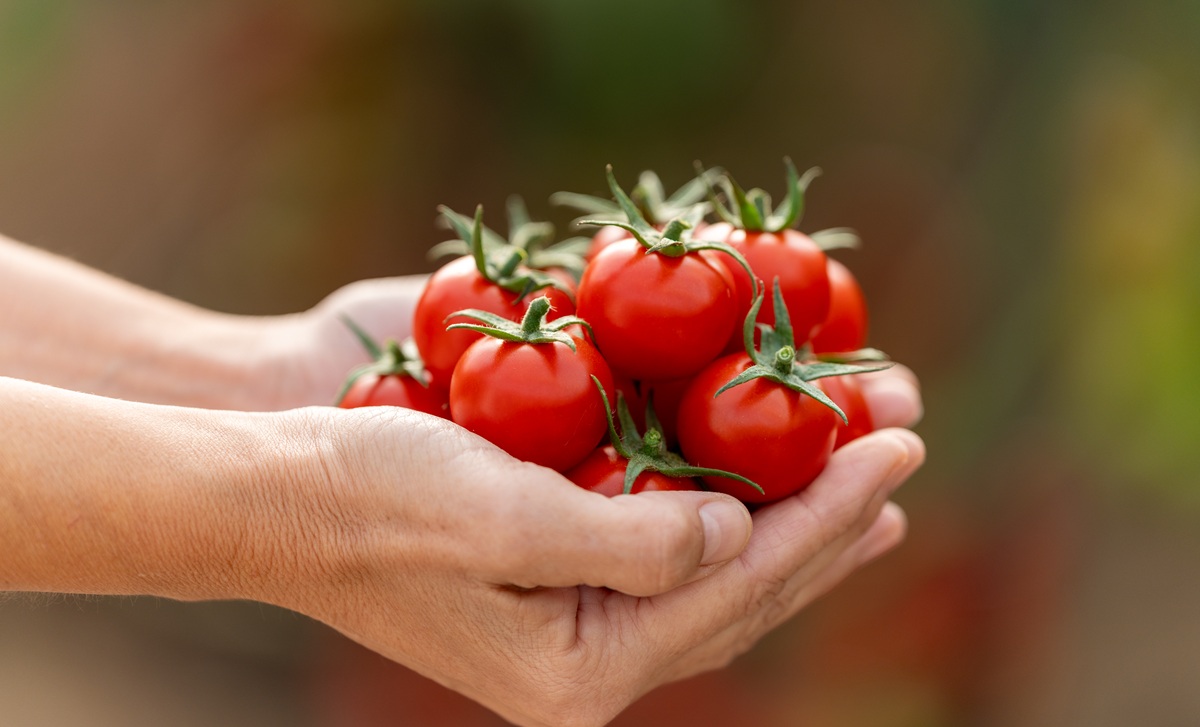 BASF | Nunhems acerca su innovación en tomate a las principales zonas productoras del sureste español