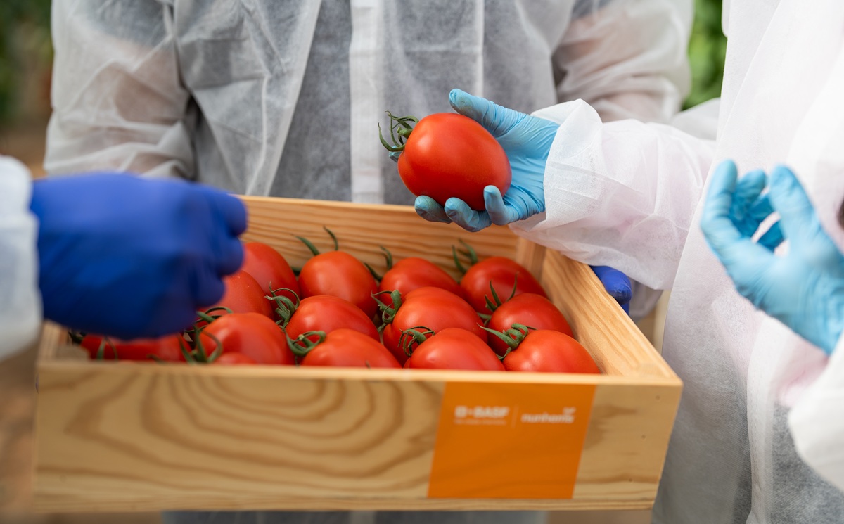 BASF | Nunhems acerca su innovación en tomate a las principales zonas productoras del sureste español
