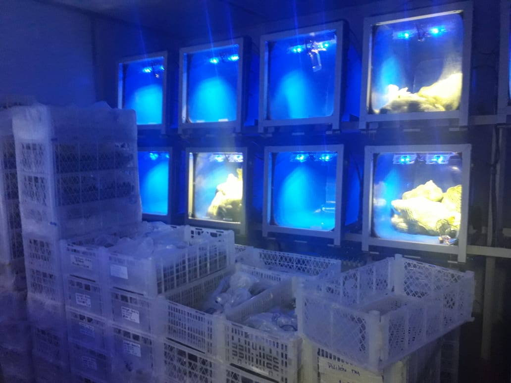 Chile impulsa investigación para mejorar la calidad de la palta Hass y reducir el “black spot” 4 Chile impulsa investigación para mejorar la calidad de la palta Hass y reducir el “black spot”