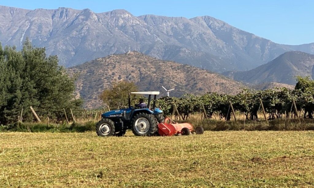 Destruyen más de 20.000 plantas ilegales de nectarino en vivero de Codegua