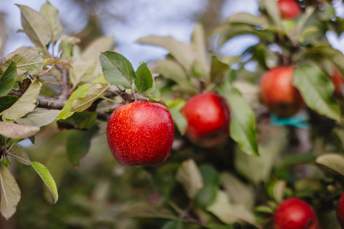 T&G Global inicia con fuerza la temporada 2026 de manzanas premium y proyecta sólidos retornos para productores