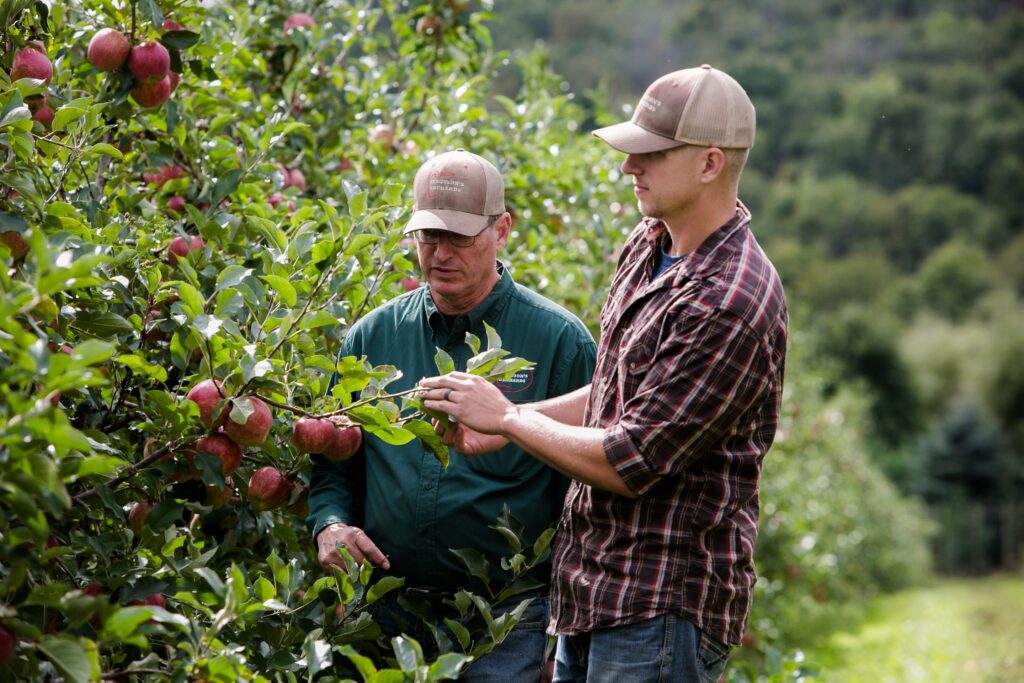 Pazazz toma protagonismo ante la menor oferta de Honeycrisp