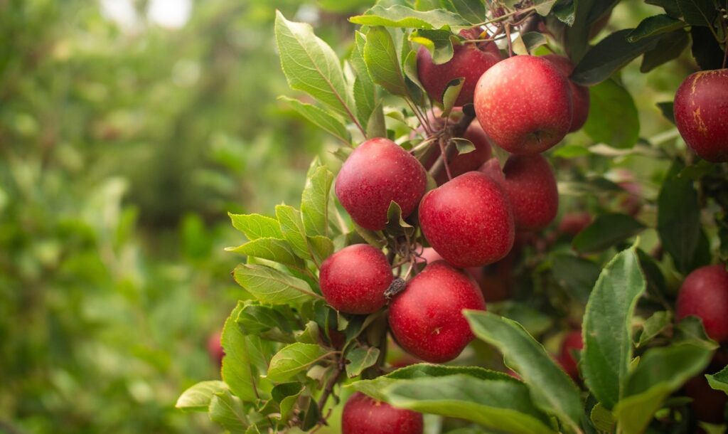 Flash Gala alcanza más de 113 millones de personas y refuerza su presencia global