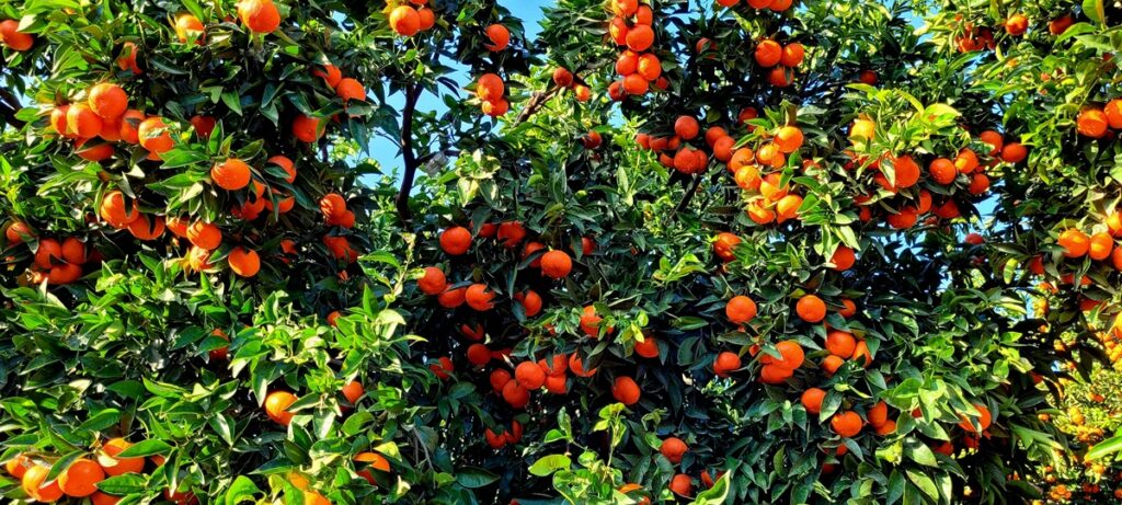 GENESIS FRESH activa campaña 2026 para licencias de Havva™ y Sigal™ en plena planificación de nuevas plantaciones