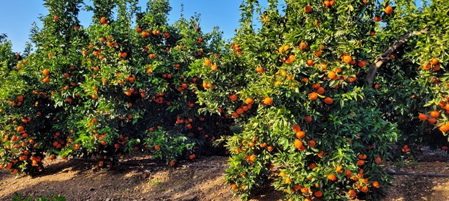 GENESIS FRESH activa campaña 2026 de licencias para Havva™ y Sigal™ en plena planificación de nuevas plantaciones