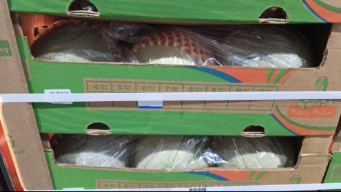 Exportaciones de melón de Honduras avanzan a China y amplían su presencia en Asia