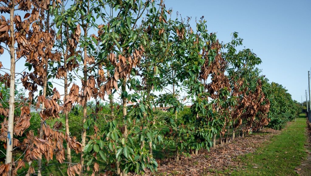 Aguacates resistentes al frío abren nuevas oportunidades productivas en Estados Unidos