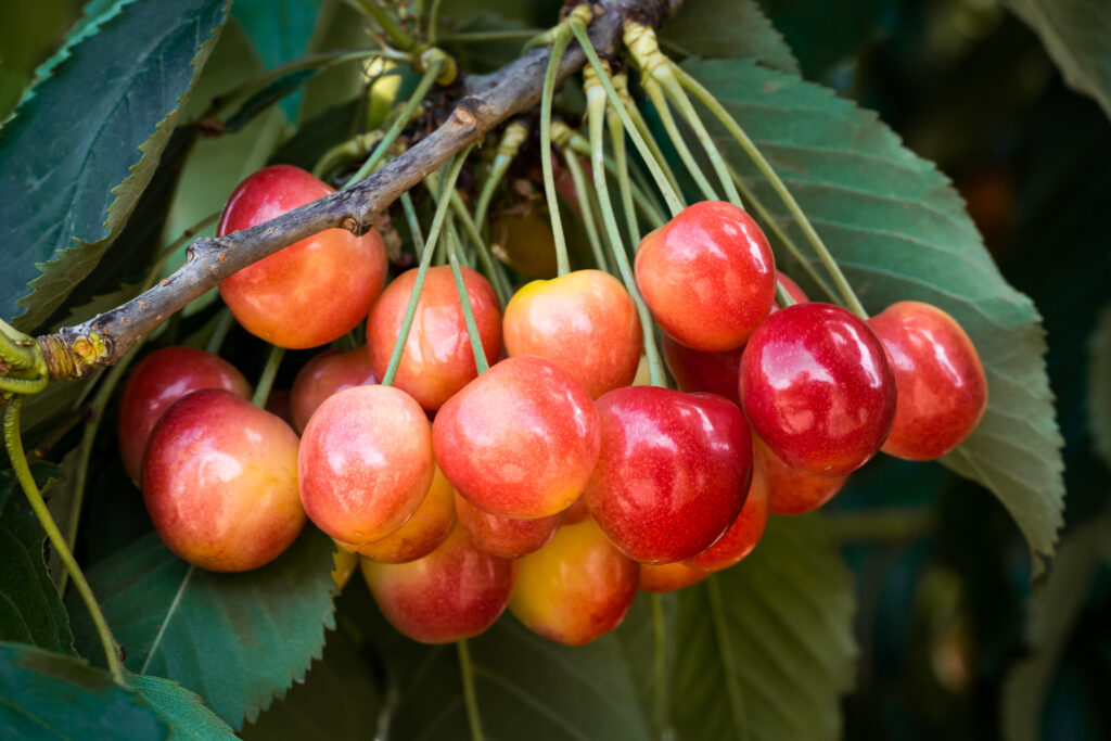 Nueva variedad de cereza irrumpe en la industria chilena