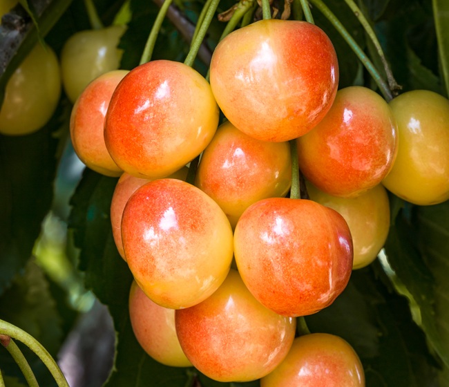 Nueva variedad de cereza irrumpe en la industria chilena