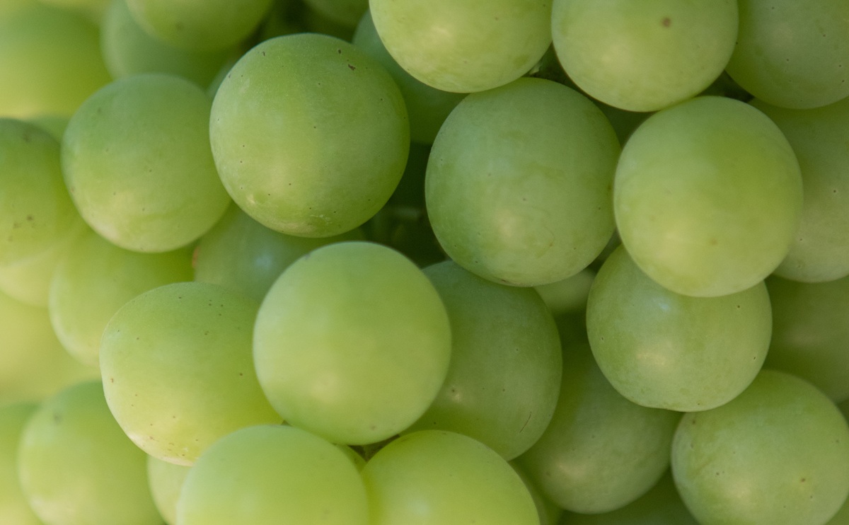 Cambio varietal avanza en India: BLOOM FRESH™ inicia producción comercial de uvas premium