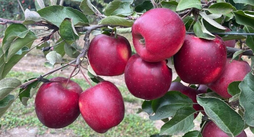 Manzana Story® gana interés en Chile por su potencial productivo y sustentable