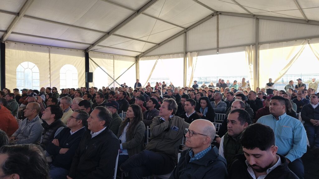 Nuevas variedades abren expectativas para la industria chilena del arándano