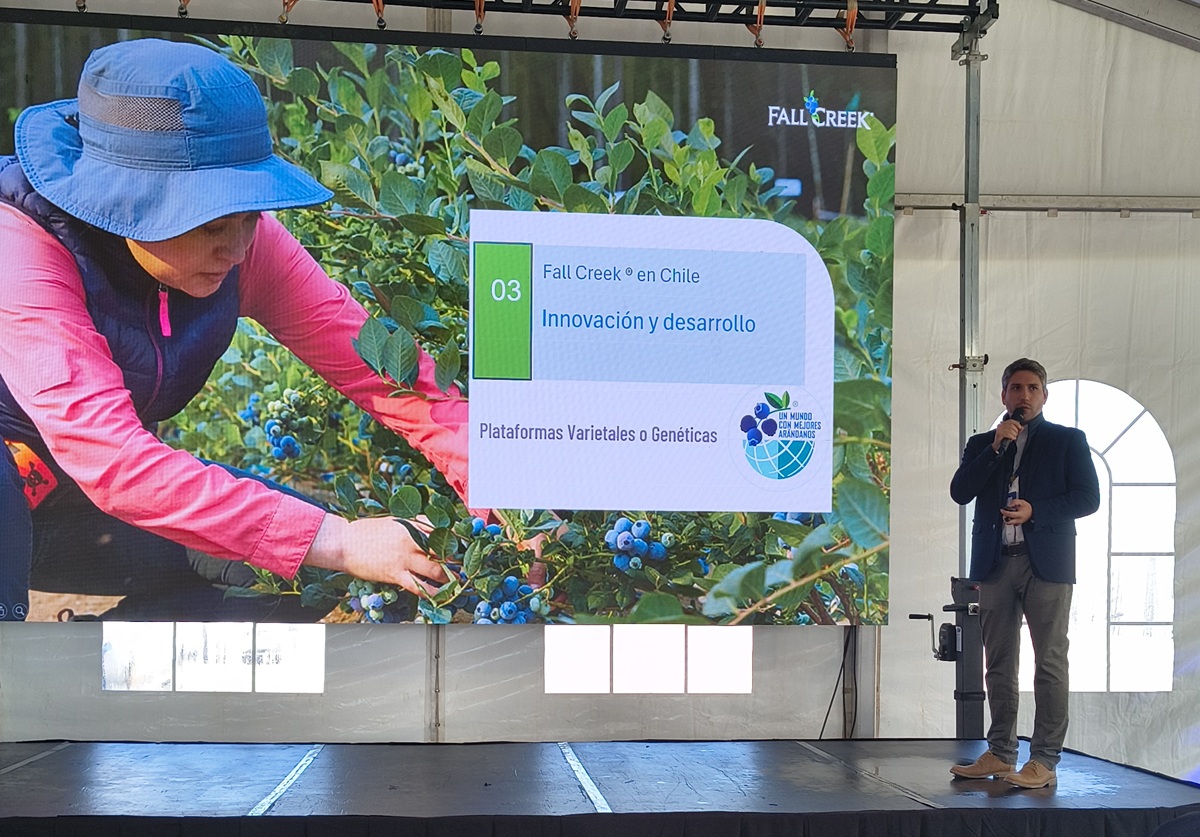Nuevas variedades abren expectativas para la industria chilena del arándano
