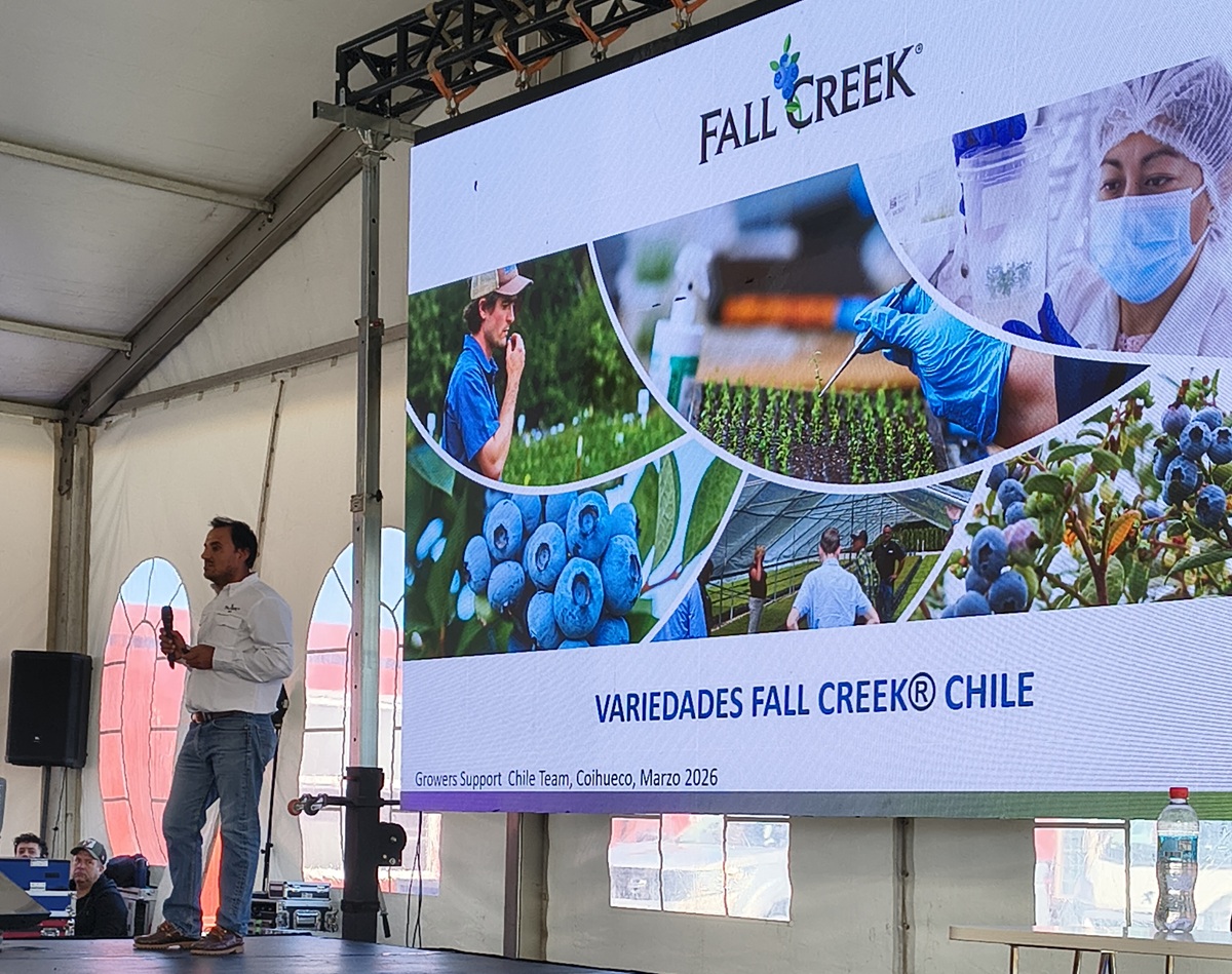 Nuevas variedades abren expectativas para la industria chilena del arándano