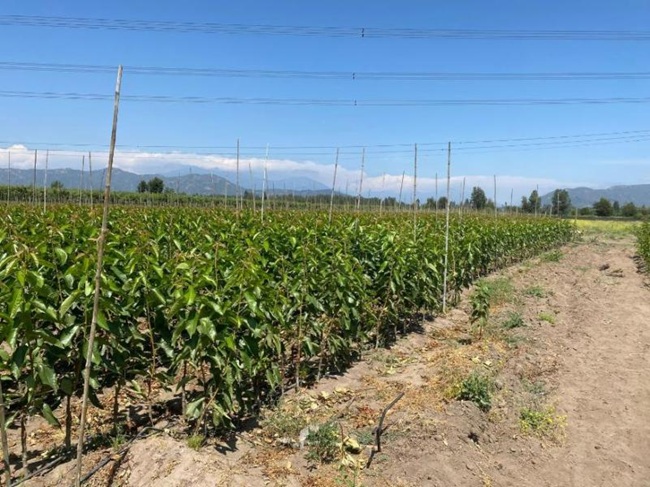 Nuevo caso de propagación ilegal de material vegetal en Chile, ahora en cerezas