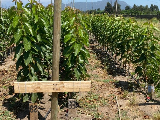 Nuevo caso de propagación ilegal de material vegetal en Chile, ahora en cerezas