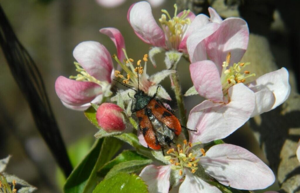 Polinizadores nativos: las claves para mejorar la calidad y productividad de huertos de cerezos y manzanos en Chile