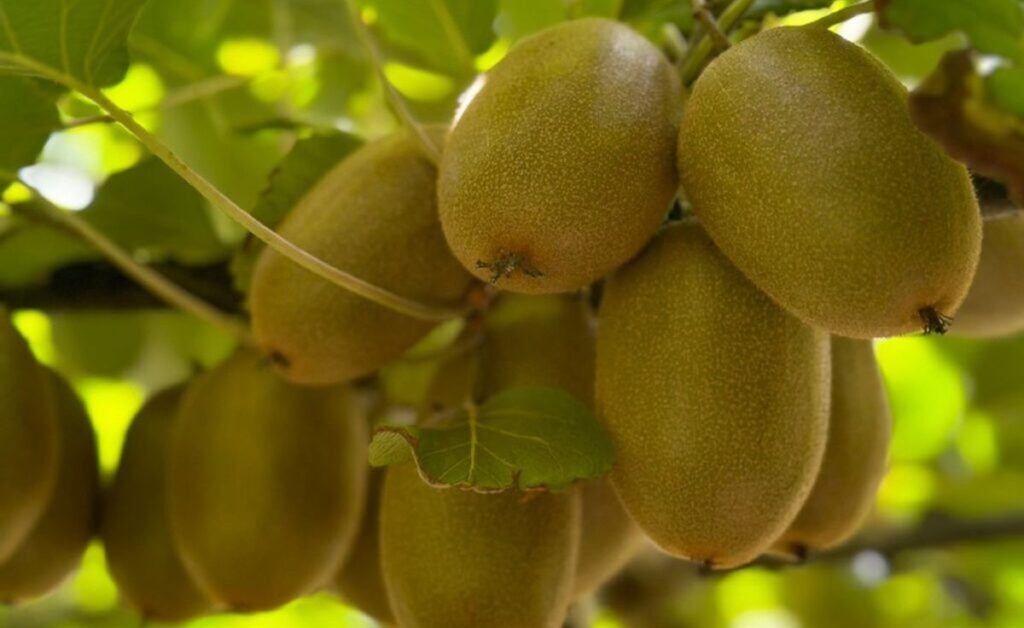 Kiwis Primland: cosecha chilena crece 20% mientras la temporada sudafricana comienza con fuerza
