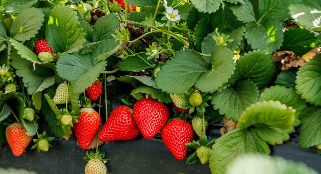 RedSayra se consolida como la principal variedad de fresa en Huelva durante la campaña 2025/2026