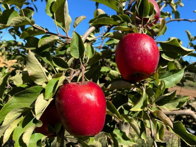 Manzana Story® gana interés en Chile por su potencial productivo y sustentable