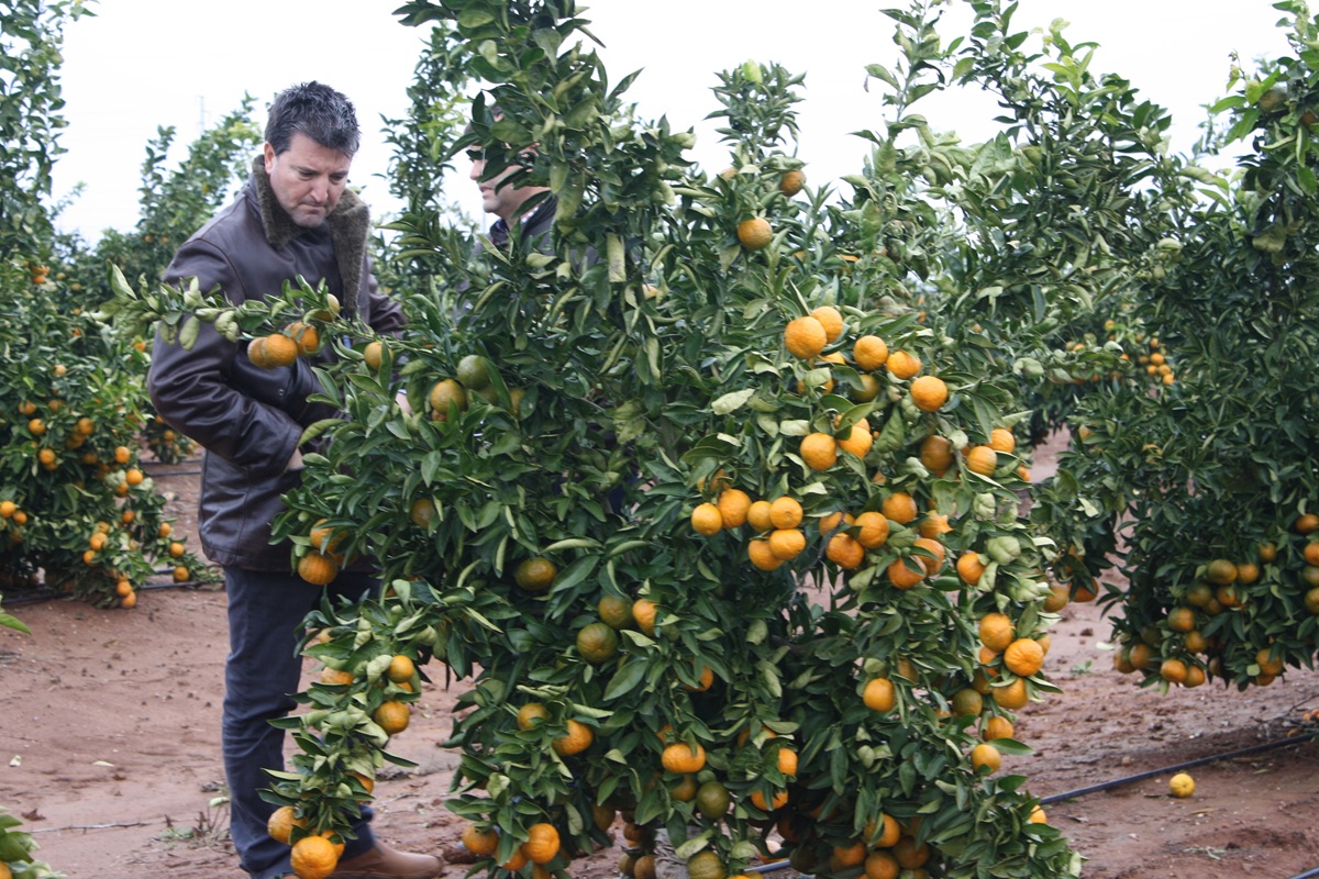 Mandarina Tang Gold alcanza la superficie máxima autorizada de plantaciones en Italia 3 Eurosemillas alcanza la superficie máxima autorizada de plantaciones de mandarina Tang Gold en Italia