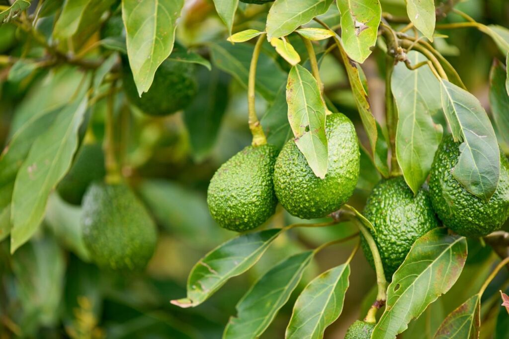 Aguacate Hass colombiano: “El sector vive un momento de madurez y resiliencia”