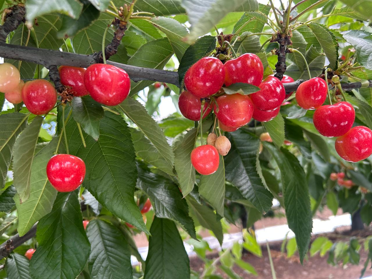 Nueva variedad de cereza irrumpe en la industria chilena