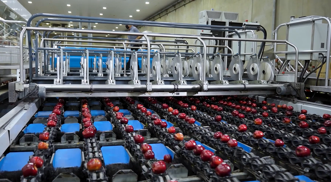 Washington Fruit Growers y Sinclair celebran más de 30 años de excelencia operativa en el etiquetado automatizado