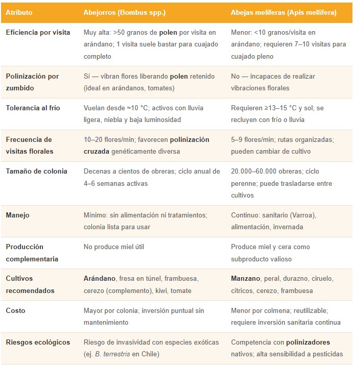 abejorros vs abejas