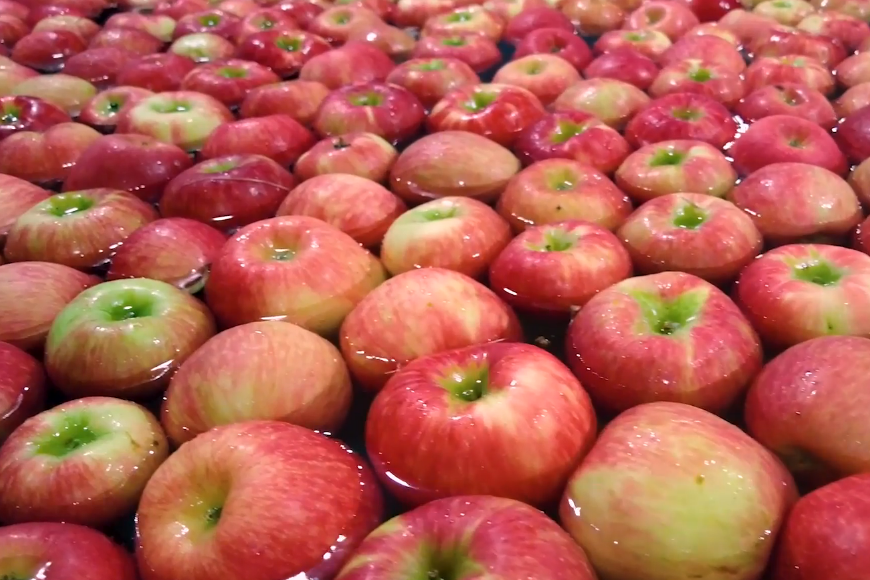 Pazazz toma protagonismo ante la menor oferta de Honeycrisp