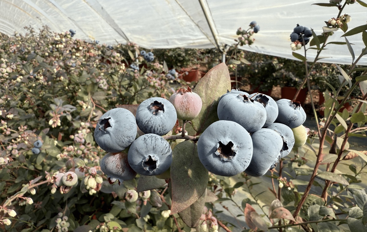 Plus Berries inicia campaña de arándanos 2026 marcada por lluvias y retraso en la maduración en Huelva
