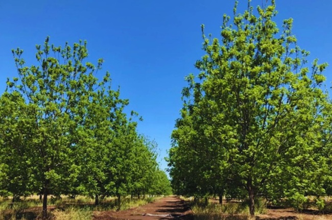 Argentina consolida su industria del pecán con foco exportador y creciente adopción tecnológica