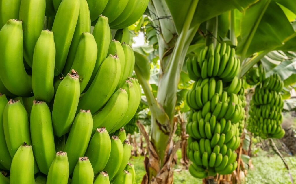 Brasil y Ecuador investigarán variedades de banano resistentes a enfermedades graves